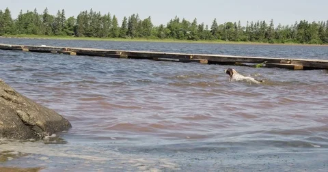 German Shorthaired Pointer Dog swimming in ocean Stock Footage 79659511