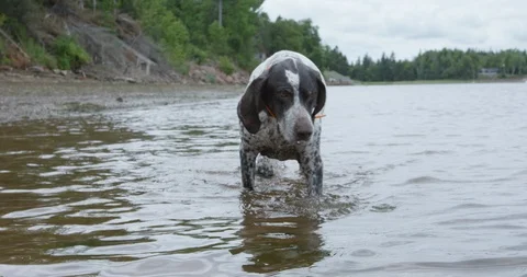 German shorthaired pointer dog walking towards camera while splashing water - Stock Footage 86587290