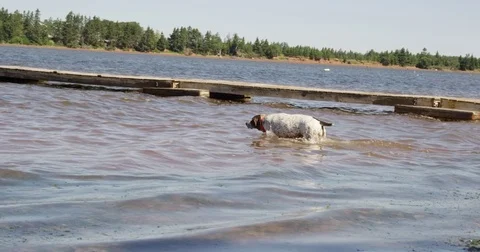 German Shorthaired Pointer Dog walks into ocean water Stock Footage 79660589