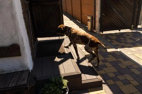 German Shorthaired Pointer dog walks up steps on a sunny day Stock Photos