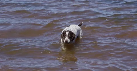 German Shorthaired Pointer Dog in water - Slow motion Stock Footage 79661474