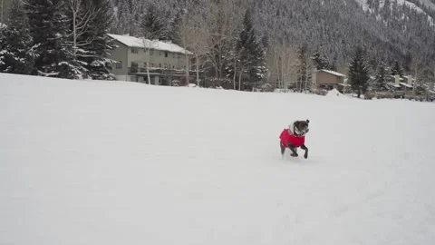 German Shorthaired Pointer Dog in Winter Jacket Running on Snowy Field on Stock Footage 264252490