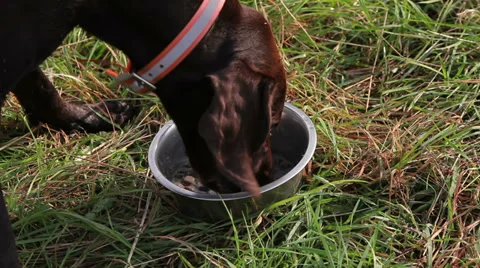 German Shorthaired Pointer eat dog food after hunting Stock Footage 34267167
