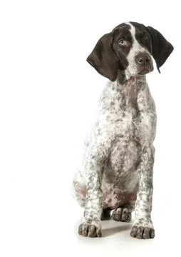 German shorthaired pointer female Stock Photos
