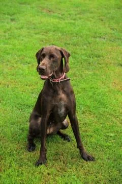 German Shorthaired Pointer female, two years old Stock-Fotos