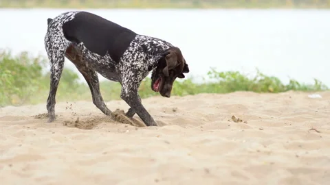 German Shorthaired Pointer Stock Footage 130027161