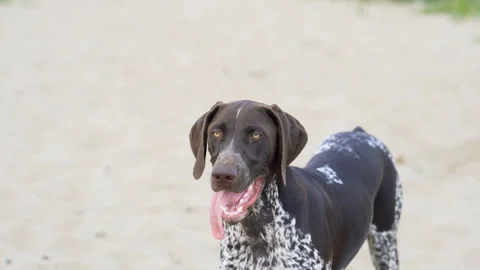 German Shorthaired Pointer. Stock Footage 130027215
