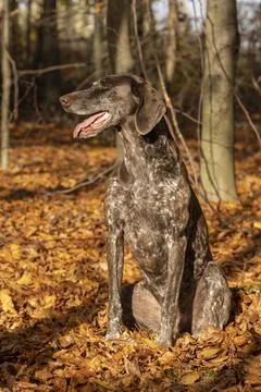 German shorthaired pointer in a forest in fall colours Stock Photos