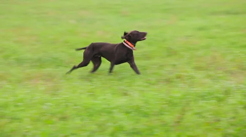 German Shorthaired Pointer on the hunting Stock Footage 34267125