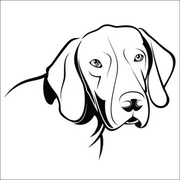 German Shorthaired Pointer Stock Illustration