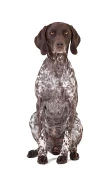 German shorthaired pointer isolated Stock Photos