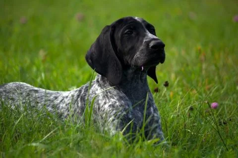 German shorthaired pointer, kurtshaar one spotted black puppy  lying Stock Photos