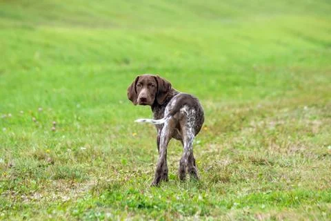 German shorthaired pointer, kurtshaar one spotted puppy Stock Photos