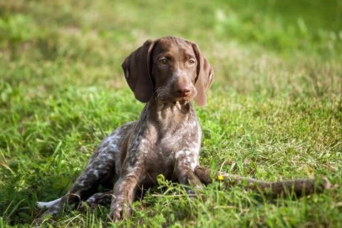 German shorthaired pointer, kurtshaar one brown spotted puppy lies Stock Photos