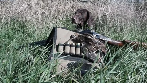 German Shorthaired Pointer, Kurtshaar a trophy Stock Footage 164144003