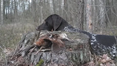 German Shorthaired Pointer, Kurtshaar a trophy Stock Footage 164144103