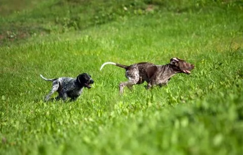German shorthaired pointer, kurtshaar two spotted little puppy Stock Photos