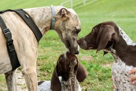 German shorthaired pointer, kurtshaar two brown spotted puppy and whippet Stock Photos