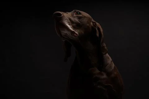 German Shorthaired Pointer Kurzhaar on a dark background Stock Photos