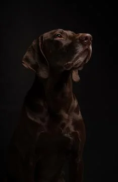 German Shorthaired Pointer Kurzhaar on a dark background Stock Photos