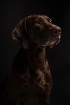 German Shorthaired Pointer Kurzhaar on a dark background Stock Photos