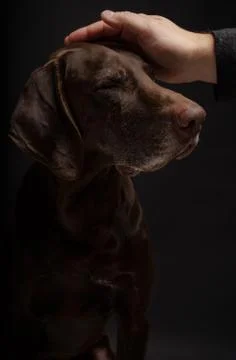 German Shorthaired Pointer Kurzhaar on a dark background Stock Photos