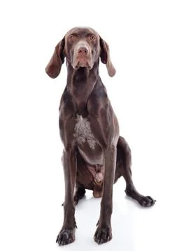 German Shorthaired Pointer Kurzhaar looking at camera. isolated on white back Stock Photos