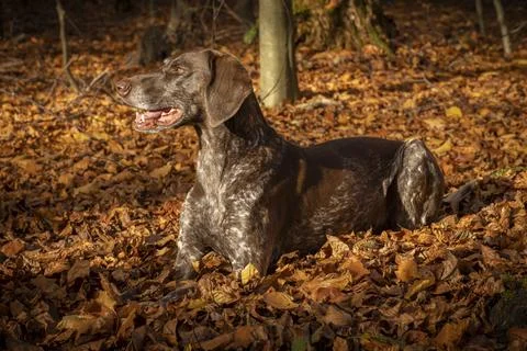 German shorthaired pointer laying in a forest in fall colours Stock Photos