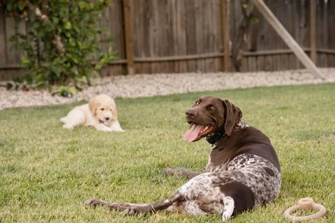 German shorthaired pointer looking back at camera Stock Photos