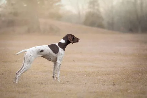 German Shorthaired Pointer in park Foto stock