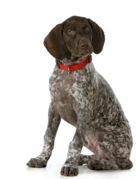 German shorthaired pointer Stock Photos