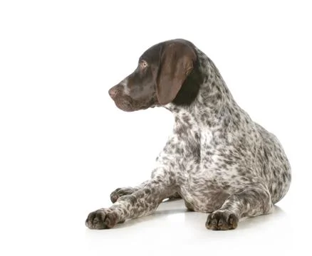 German shorthaired pointer Foto stock