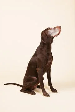 German shorthaired pointer 스톡 사진