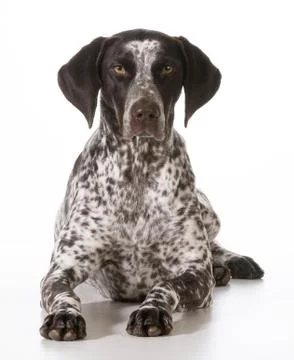 German shorthaired pointer Stock Photos