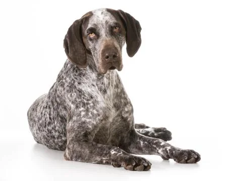 German shorthaired pointer Stock Photos