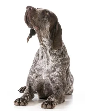 German shorthaired pointer Stock Photos