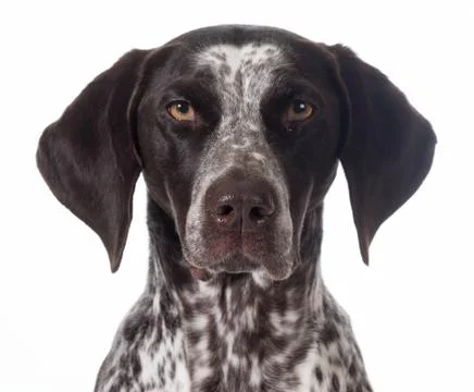 German shorthaired pointer Stock Photos