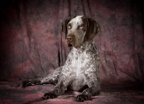 German shorthaired pointer Stock Photos
