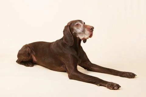 German shorthaired pointer Stock Photos