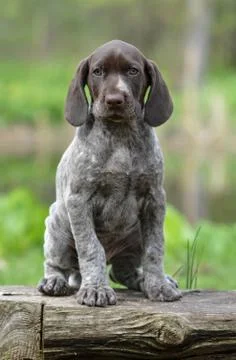 German shorthaired pointer Foto stock