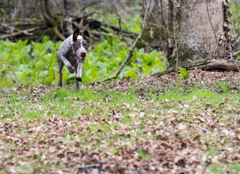 German shorthaired pointer Stock Photos