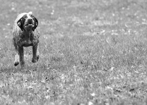 German shorthaired pointer Stock Photos