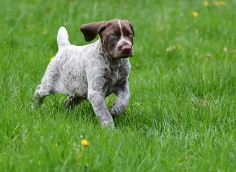 German shorthaired pointer Stock Photos