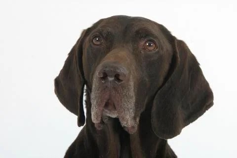 German Shorthaired Pointer Stockfoto's