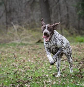 German shorthaired pointer Foto stock