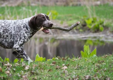 German shorthaired pointer Stock Photos