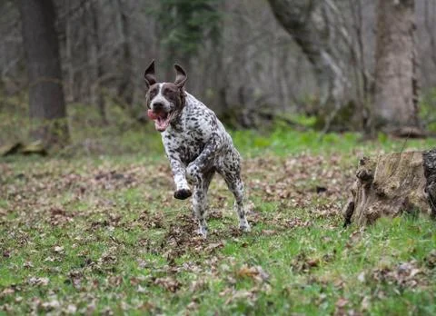 German shorthaired pointer Stock Photos