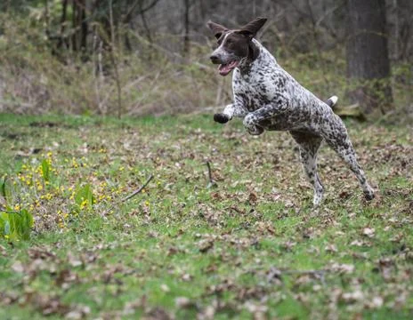 German shorthaired pointer Stock Photos
