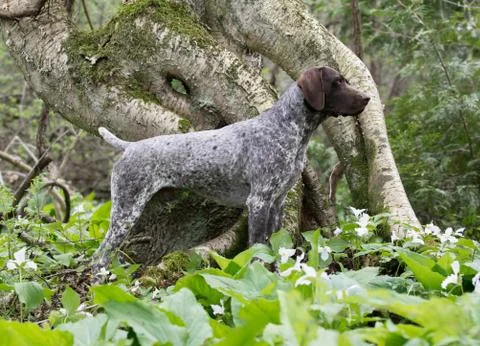 German shorthaired  pointer Stock Photos