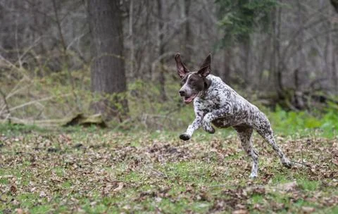 German shorthaired pointer Stock Photos